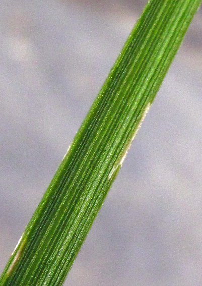 Carex16a