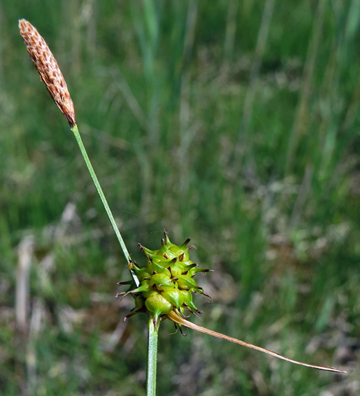 Carex28a