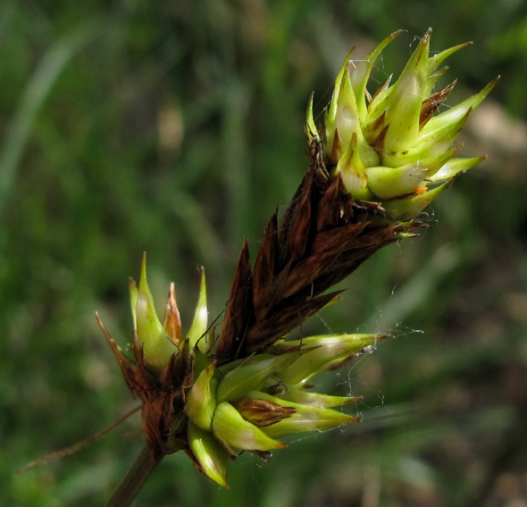 Carex4a