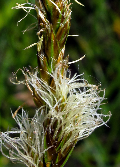 Carex3