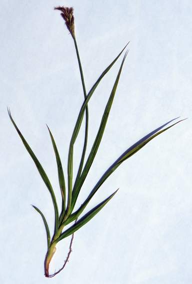 Carex1