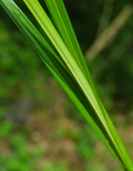 Carex25