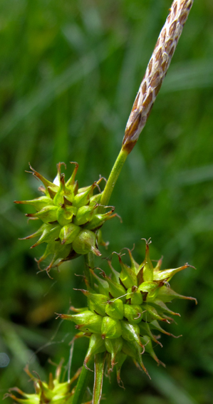Carex16