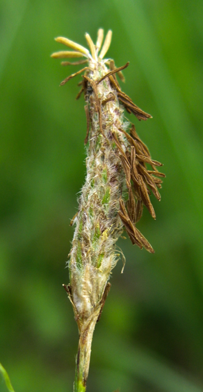 Carex17