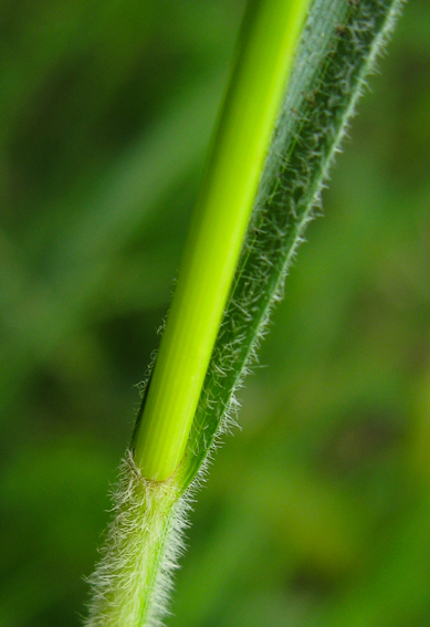 Carex15