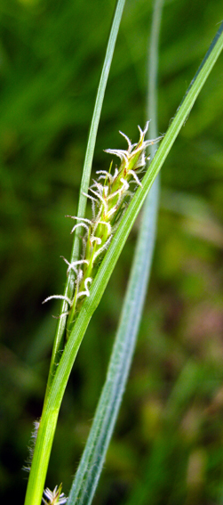 Carex18
