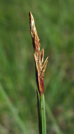 Carex30