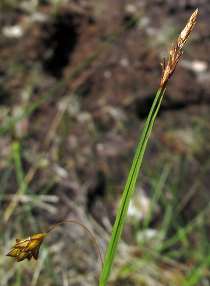 Carex29