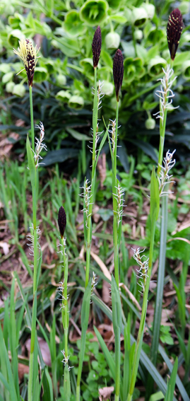 Carex9a