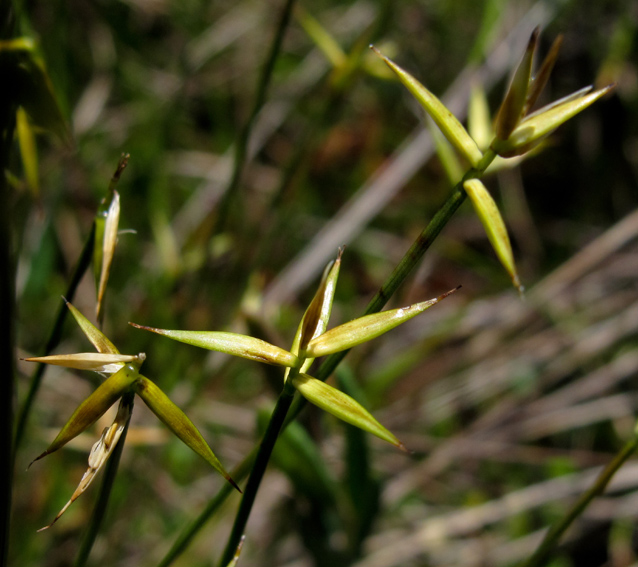 Carex4