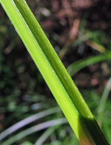 Carex26b