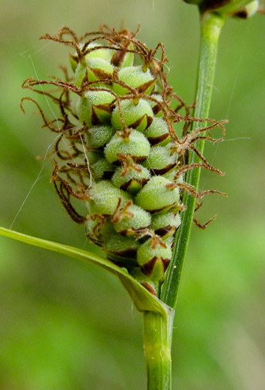 Carex6