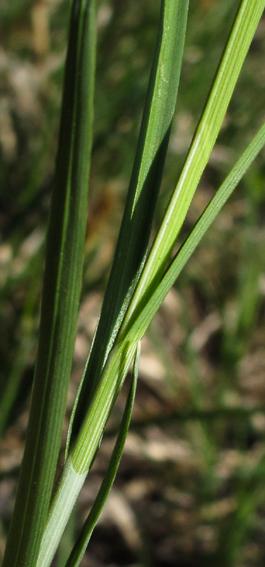 Carex2
