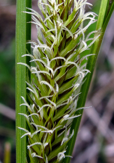Carex11