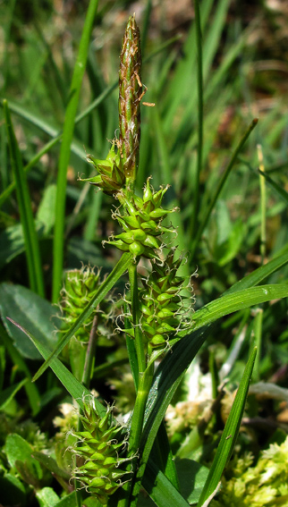 Carex19a