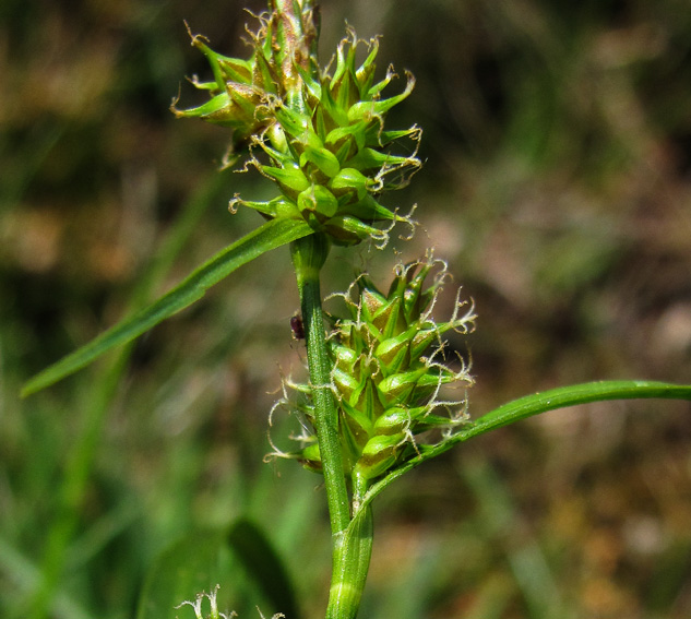 Carex19c