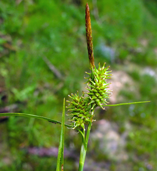 Carex18