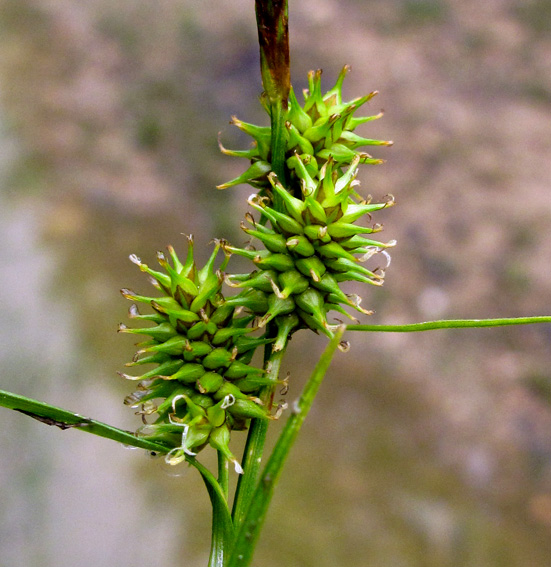 Carex18a