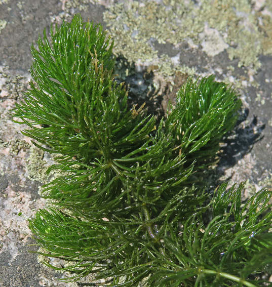 Ceratophyllum3