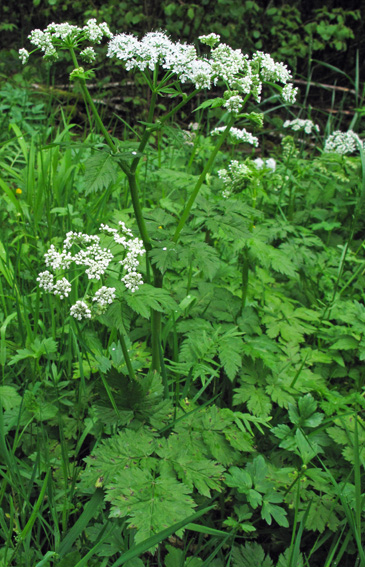 Chaerophyllum4a