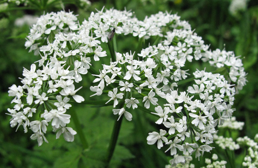 Chaerophyllum5b