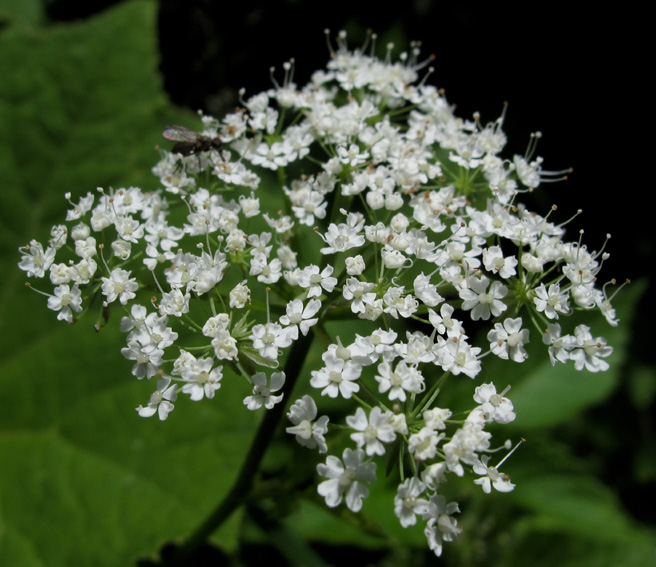 Chaerophyllum6