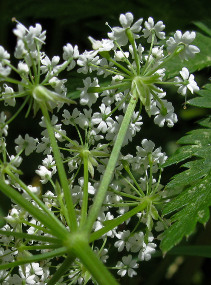 Chaerophyllum7