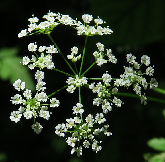 Chaerophyllum2