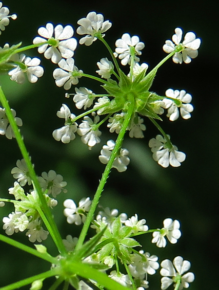 Chaerophyllum3