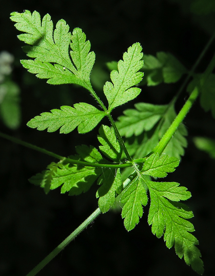 Chaerophyllum1