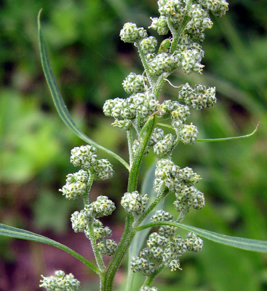 Chenopodium3