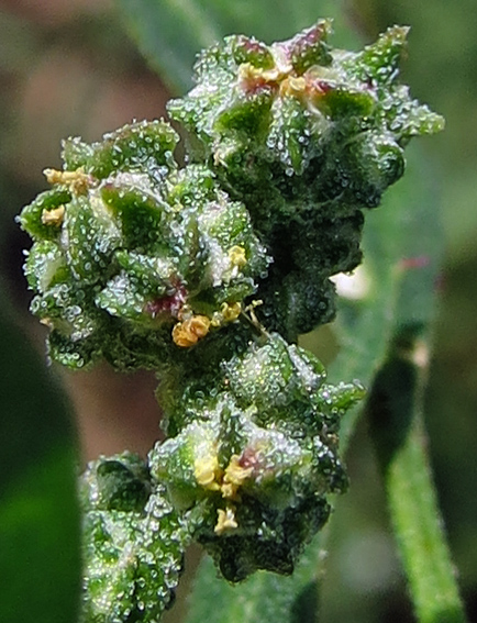 Chenopodium2c