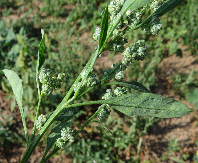 Chenopodium2a0