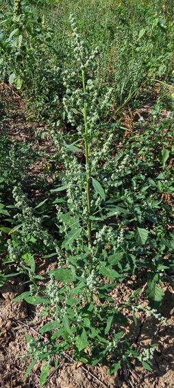 Chenopodium1a0