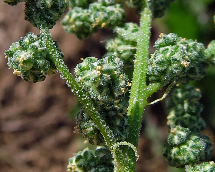 Chenopodium2b