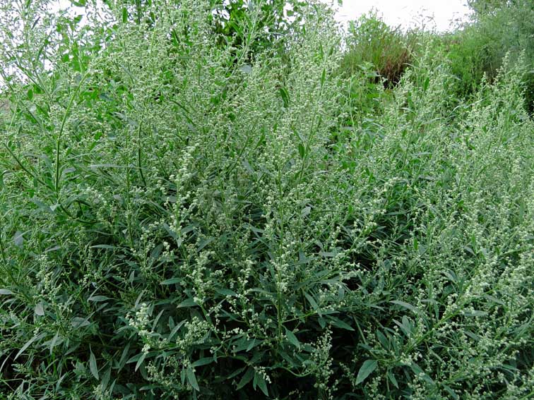 Chenopodium1