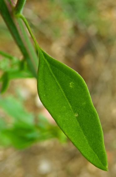 Chenopodium2