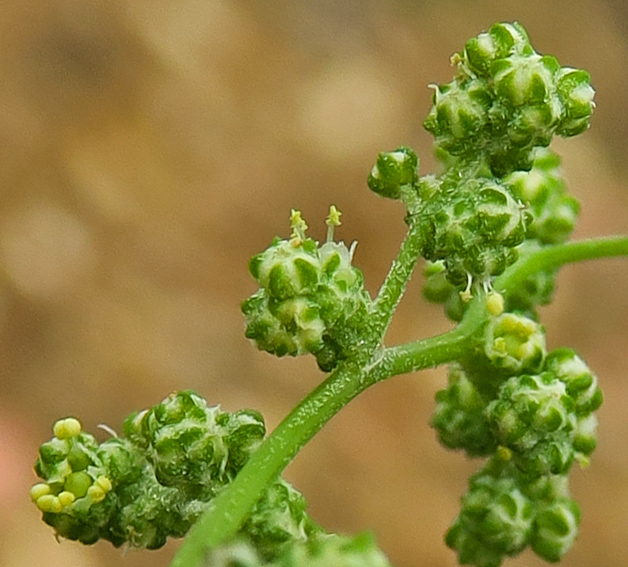 Chenopodium3a0