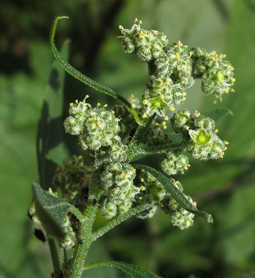 Chenopodium2a