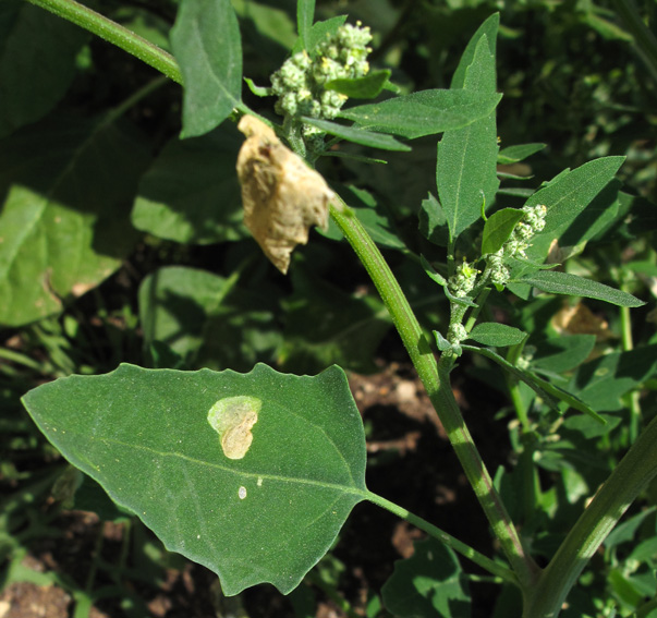 Chenopodium1a