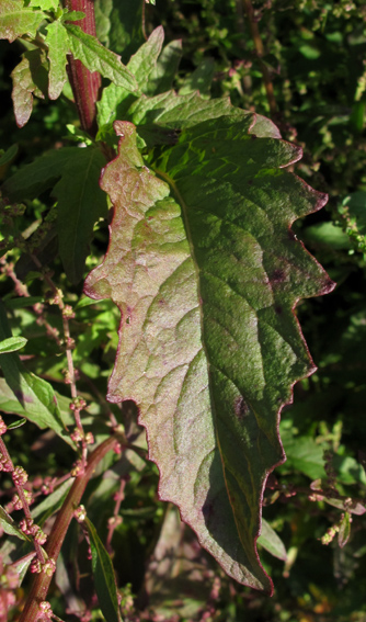 Chenopodium9