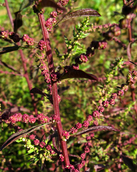 Chenopodium8