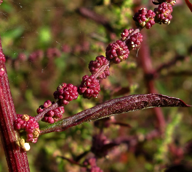 Chenopodium10