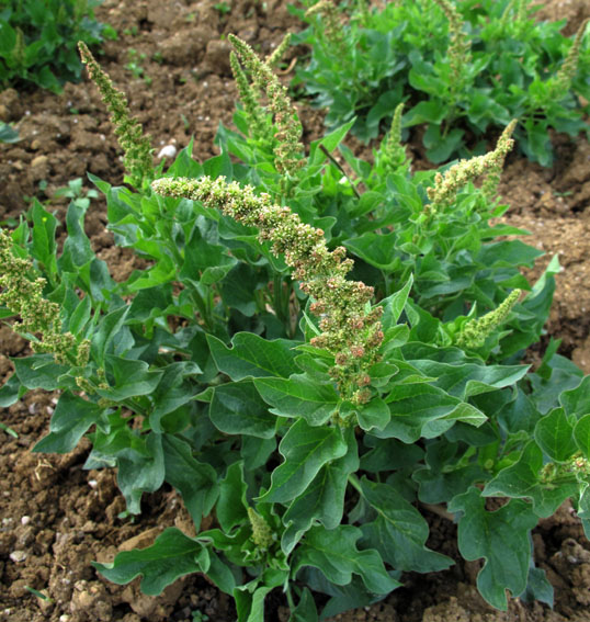 Chenopodium6