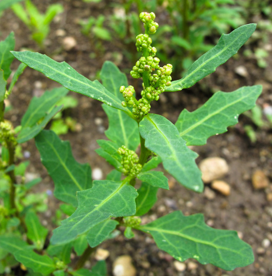 Chenopodium13