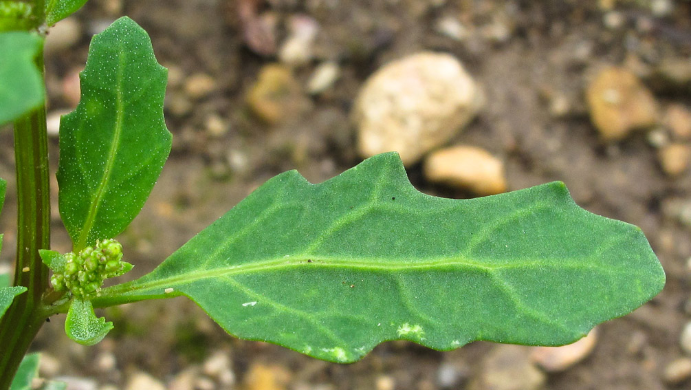 Chenopodium14