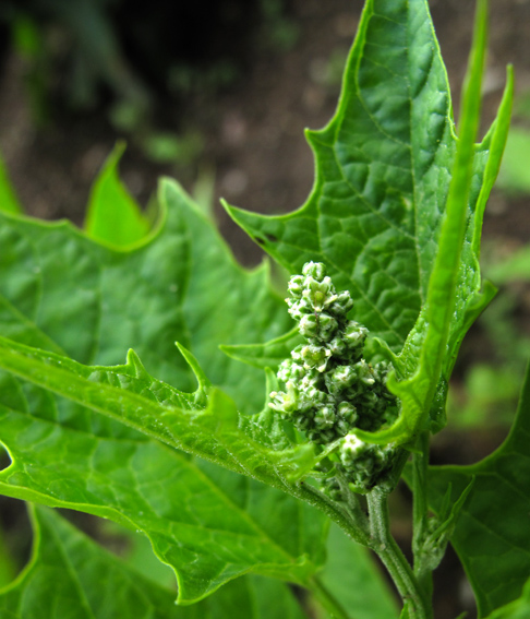 Chenopodium11