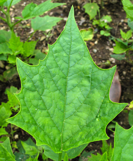 Chenopodium12