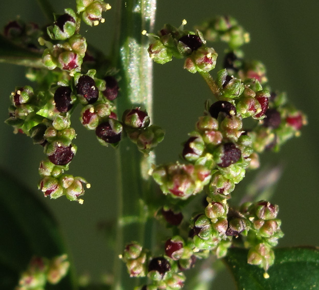 Chenopodium3d