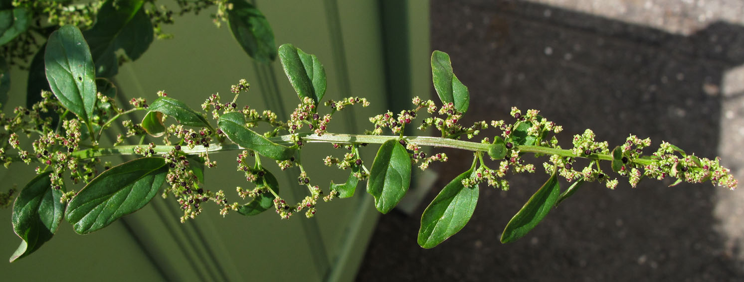 Chenopodium3a